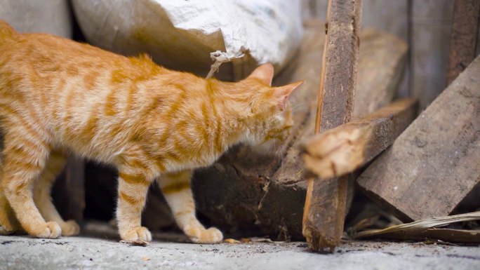 流浪猫动物野猫吸猫 动物