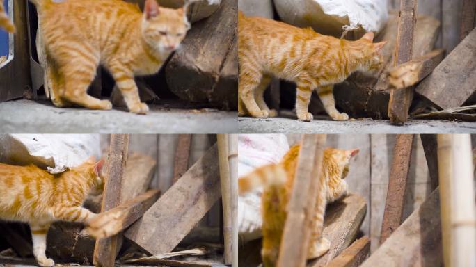 流浪猫动物野猫吸猫 动物