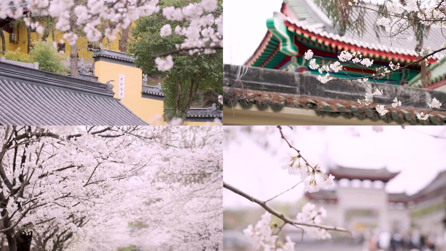 鸡鸣寺樱花素材