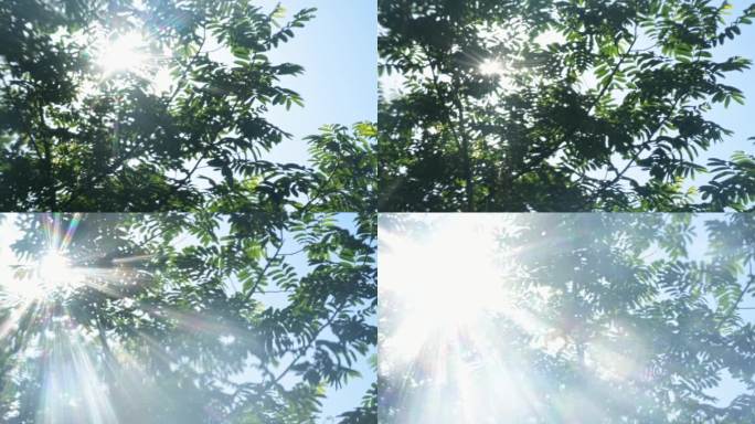 清新梦幻的夏天和阳光树叶慢镜头