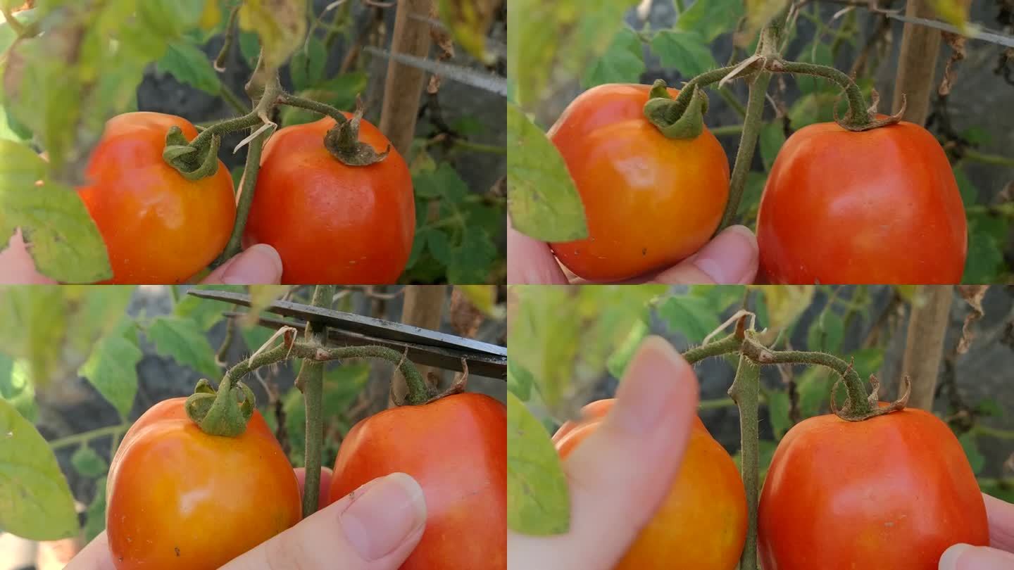 摘番茄 双 西红柿