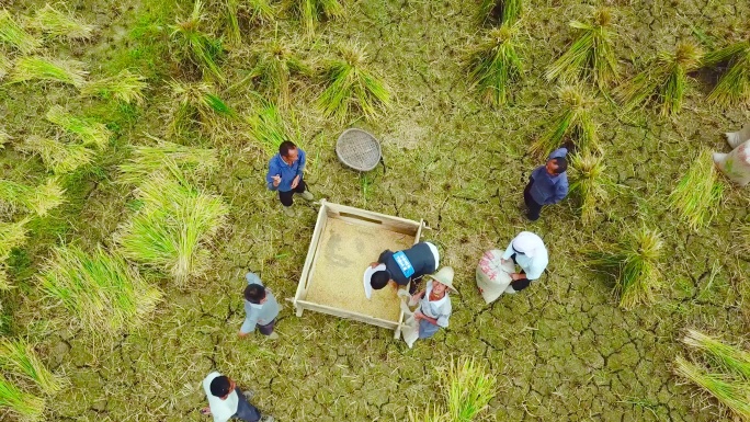 谷子 背篼 撮箕 收获收成传统人工收稻谷