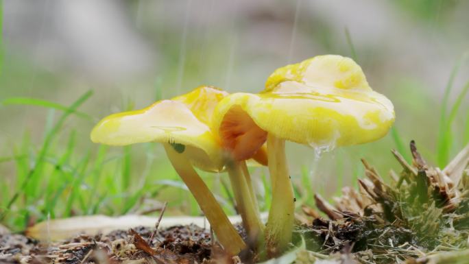 雨中的黄色野生蘑菇