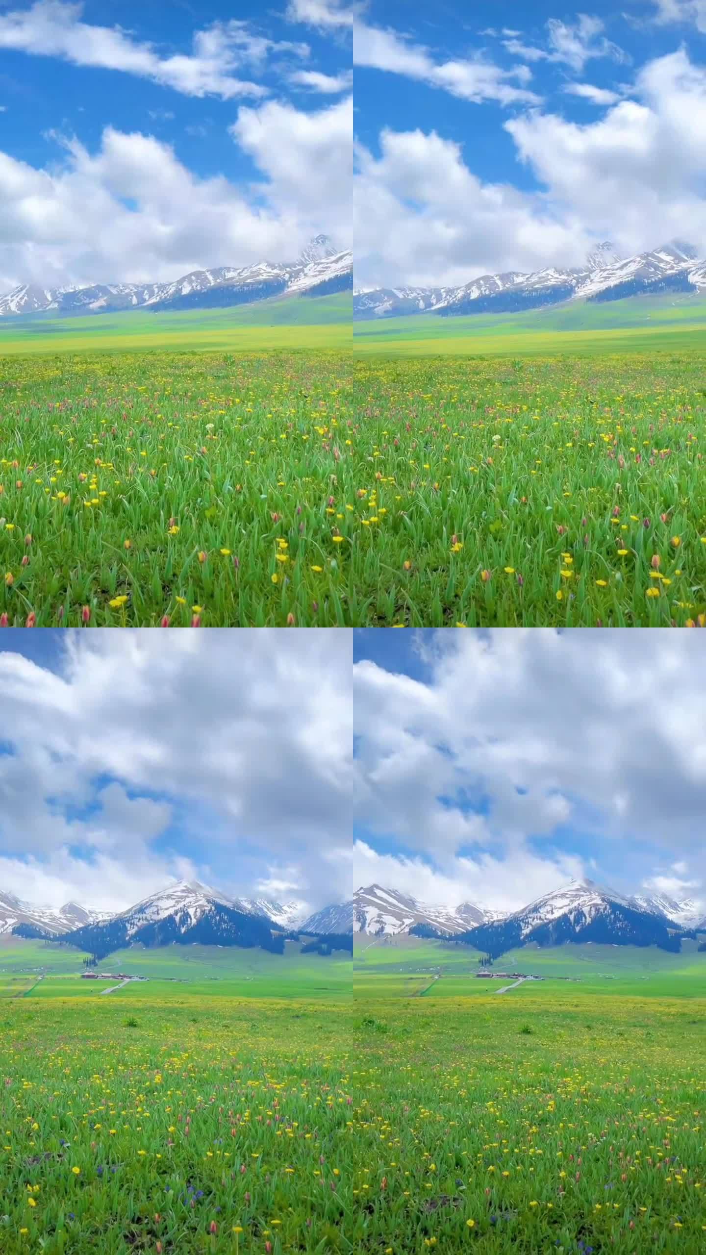 新疆天山草原美景竖屏视频素材