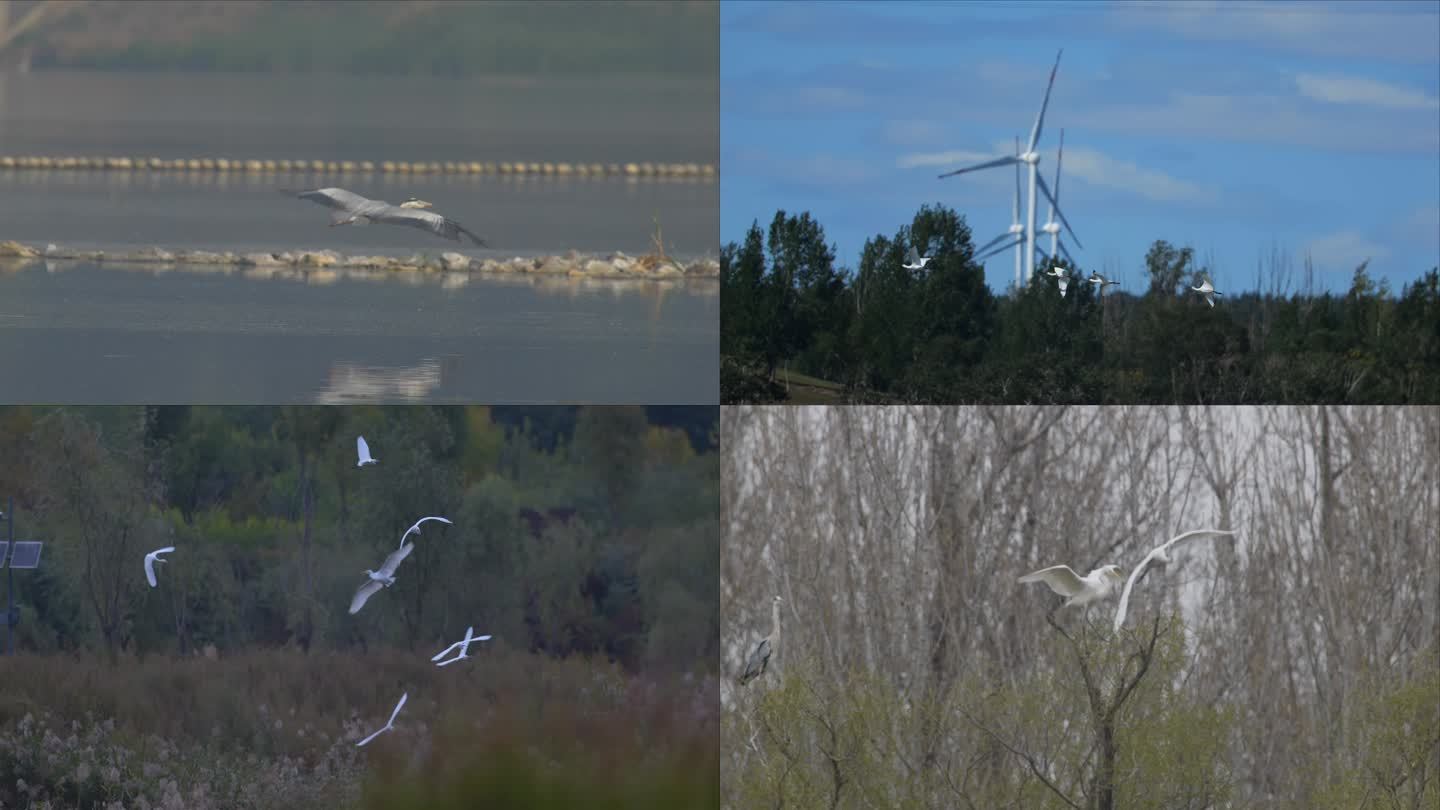 不同鹭鸟飞翔视频素材
