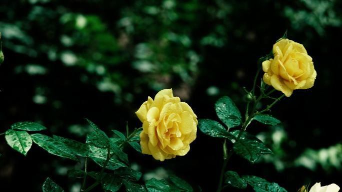 明亮娇媚-两朵盛开的黄玫瑰