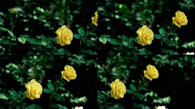 明亮娇媚-两朵盛开的黄玫瑰
