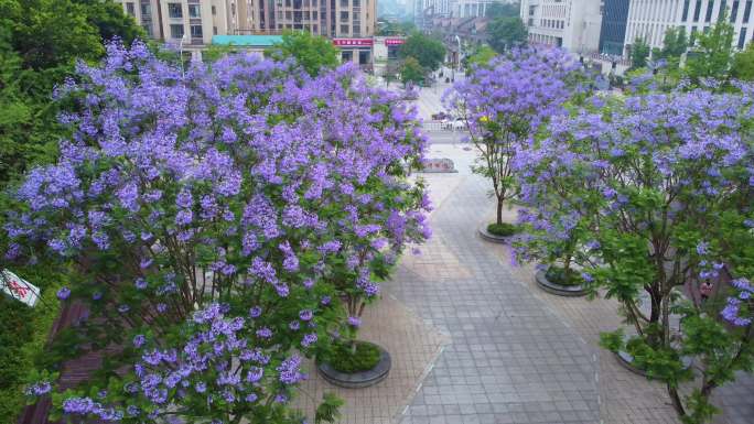 蓝花楹