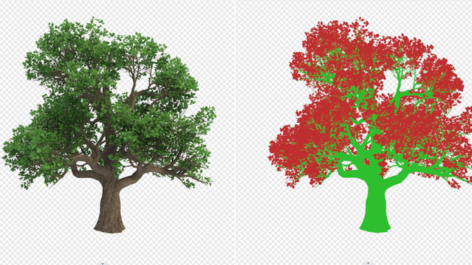 树木生长动画（含序列，线框颜色）