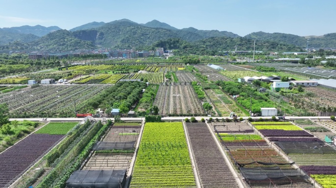 航拍农村苗木基地