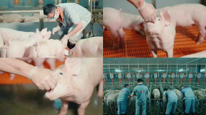 4K 猪 野猪 养殖 养猪 白猪养殖工厂