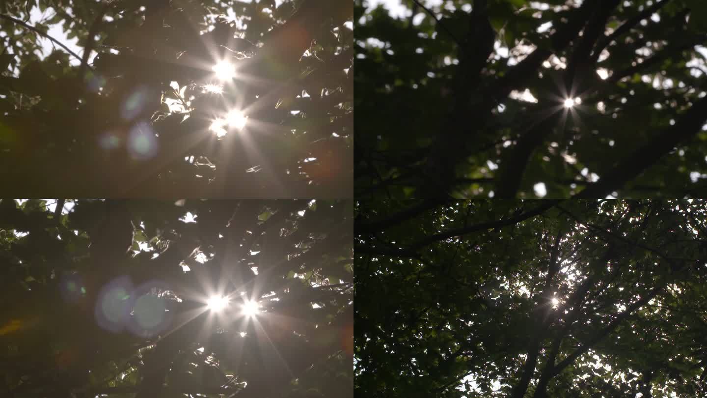 树叶 光影 斑驳 阳光透过树叶