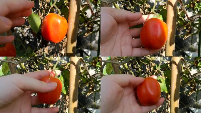 摘番茄 单个  西红柿