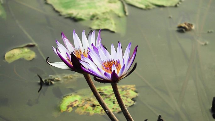 紫色睡莲 子午莲 莲花 荷花 水生植物