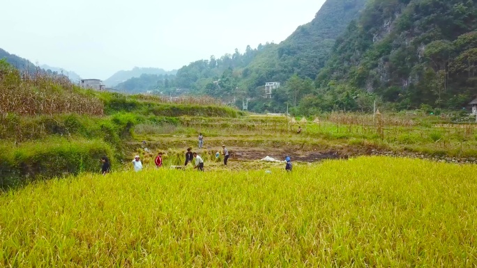 农民劳作 稻田 大米 水稻 收割人工割稻