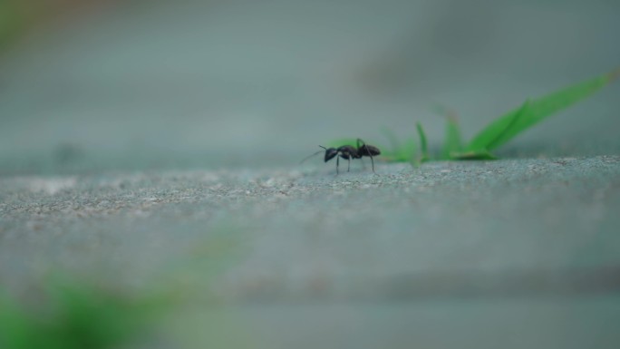 自然生态昆虫蚂蚁