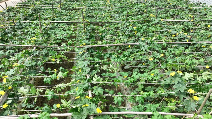 江南田野菜园菜地蔬菜种植户丝瓜花丝瓜