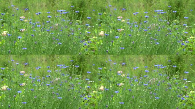 夏季一片开着蓝色花朵的植物十分清新雅致