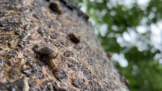 生态之美，自由惬意的蜗牛