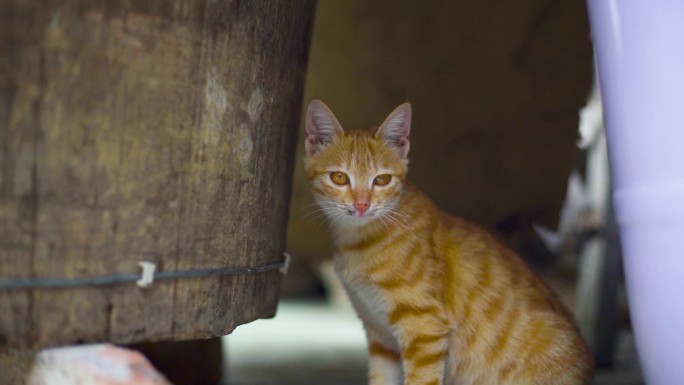 家猫 猫仔 两只猫 早期 花猫 猫咪 猫