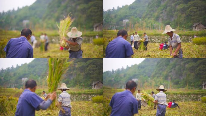 少数民族 少数民族丰收 水稻