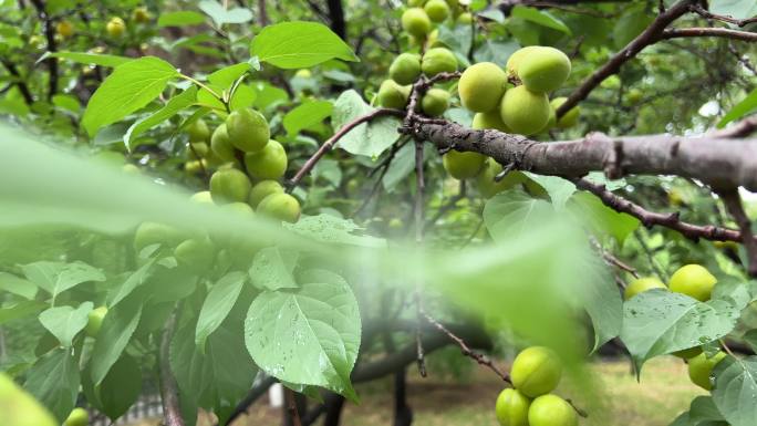 果园 果树 杏树 植物