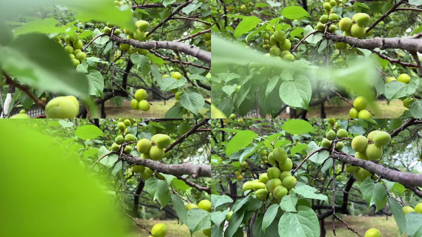 果园 果树 杏树 植物