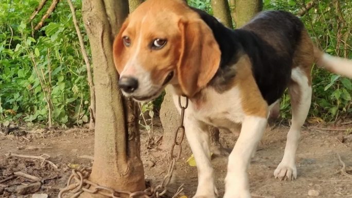 栓在树根的狗饲 养活狗 养狗场狗吠叫狗叫