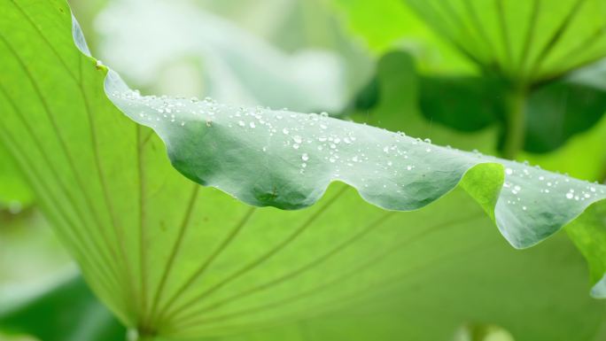 4k 雨水荷叶