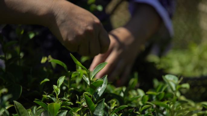 采茶 摘茶 茶树