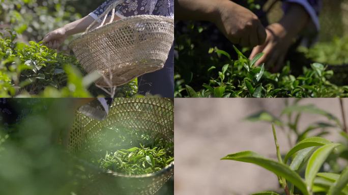 采茶 摘茶 茶树