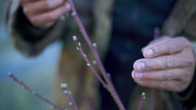 三农研究 农业科研 种植业科研树枝 树条