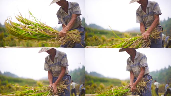 在金色稻田 收割稻谷 农民手工收割