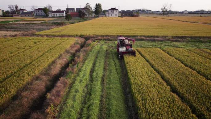 无人机低空航拍拍机械收割水稻的场景