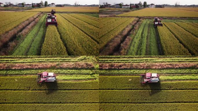 无人机低空航拍拍机械收割水稻的场景