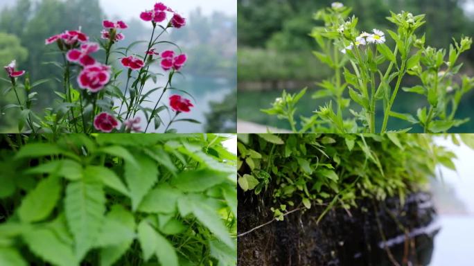 花草 小野花  小花朵  滴水穿石 小草