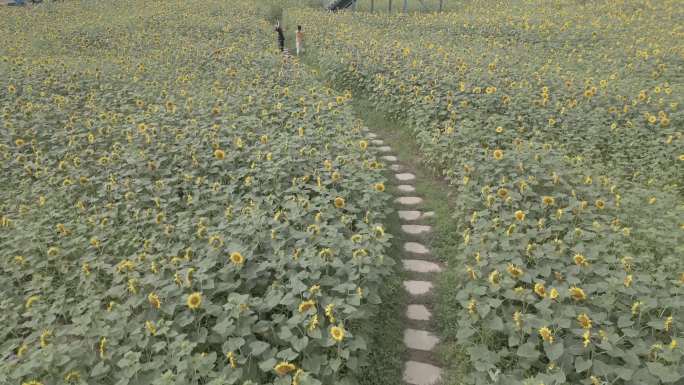 马兰圩湿地公园向日葵