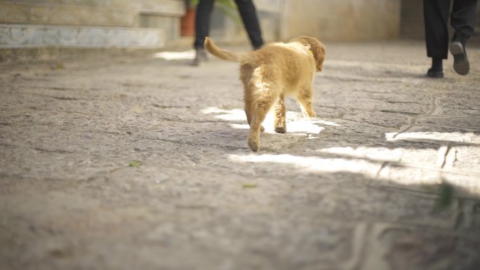 金毛犬 动物与自然 宠物 喜爱的狗狗