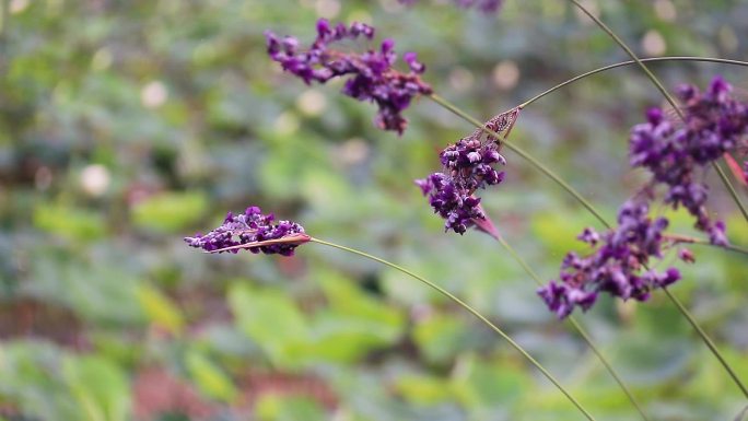 再力花 水竹芋 水莲蕉 塔利亚 紫色花朵