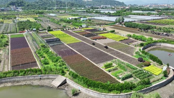 航拍农村苗木基地