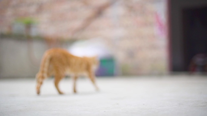 宠物猫摸猫撸猫 流浪猫动物野猫吸猫