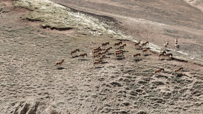 4K航拍长沙贡玛保护区藏野驴驴群奔跑