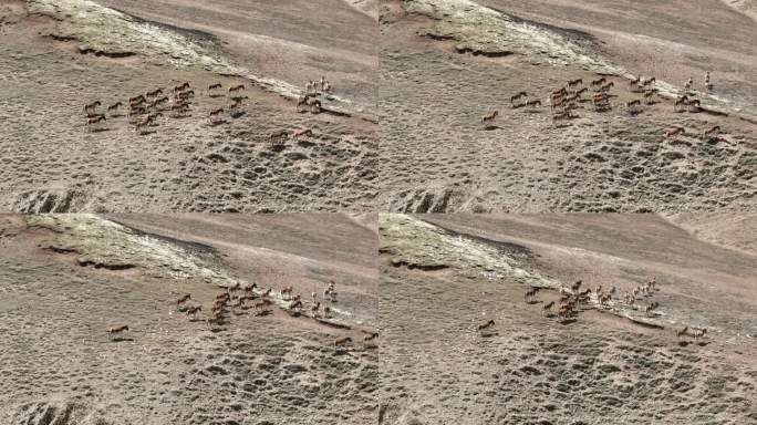 4K航拍长沙贡玛保护区藏野驴驴群奔跑