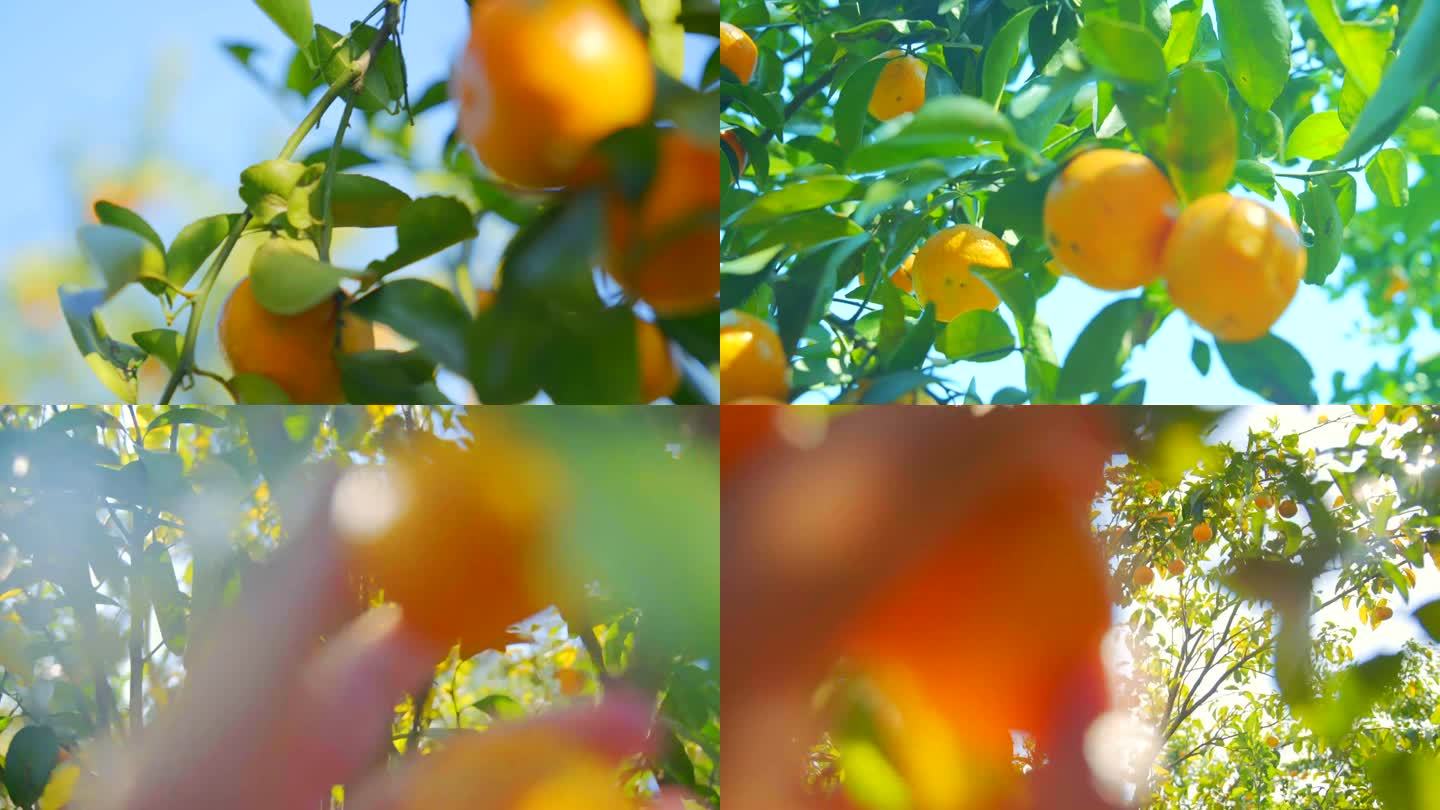 阳光下清新柑橘（桔子）素材