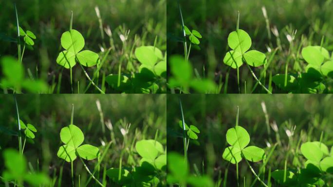 阳光下随风摇曳的三叶草