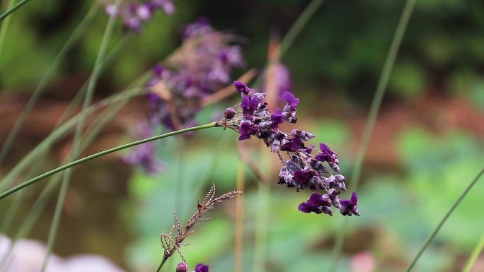 再力花 水竹芋 水莲蕉 塔利亚 紫色花朵