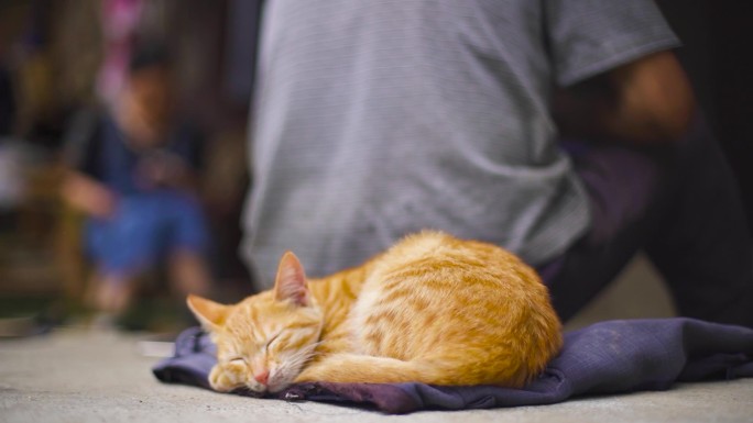 中华田园猫 宠物 乡村 唯美 治愈 猫