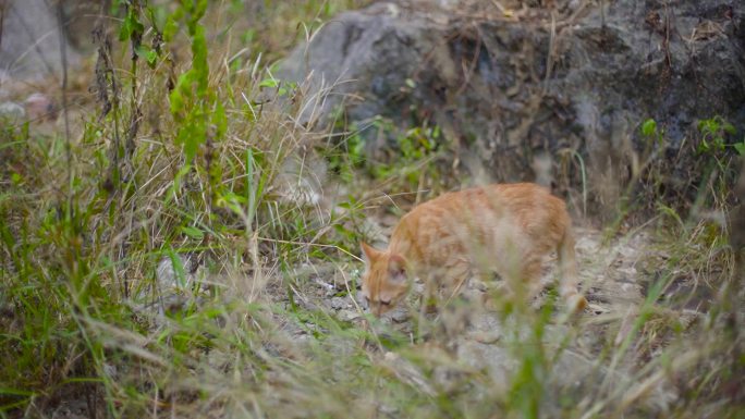 山东狮子猫 一对猫 中华田园猫 狮子猫