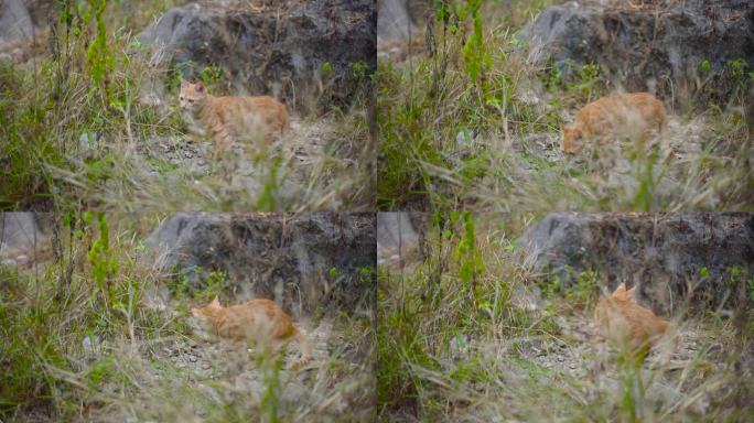 山东狮子猫 一对猫 中华田园猫 狮子猫