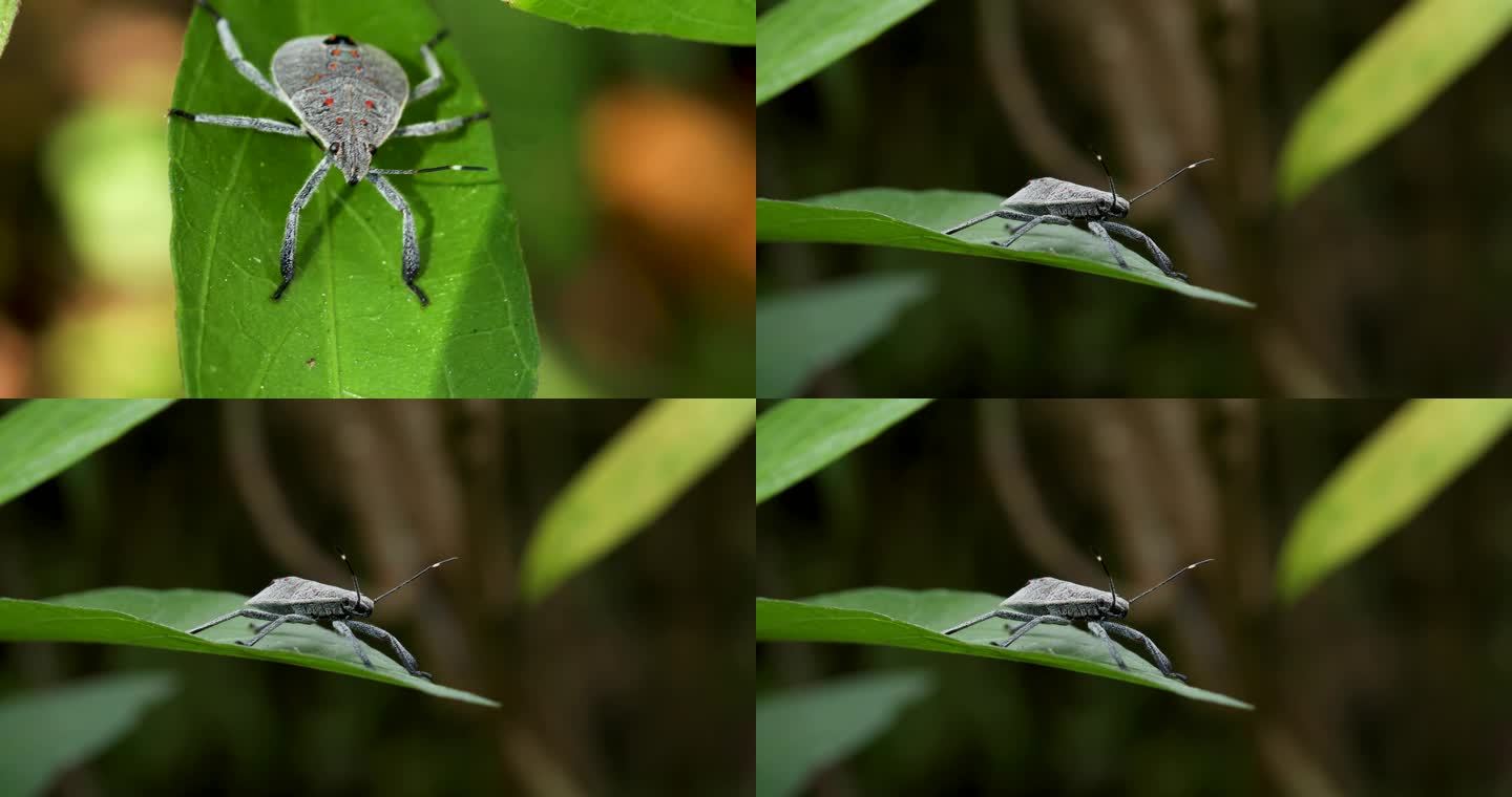 麻皮蝽